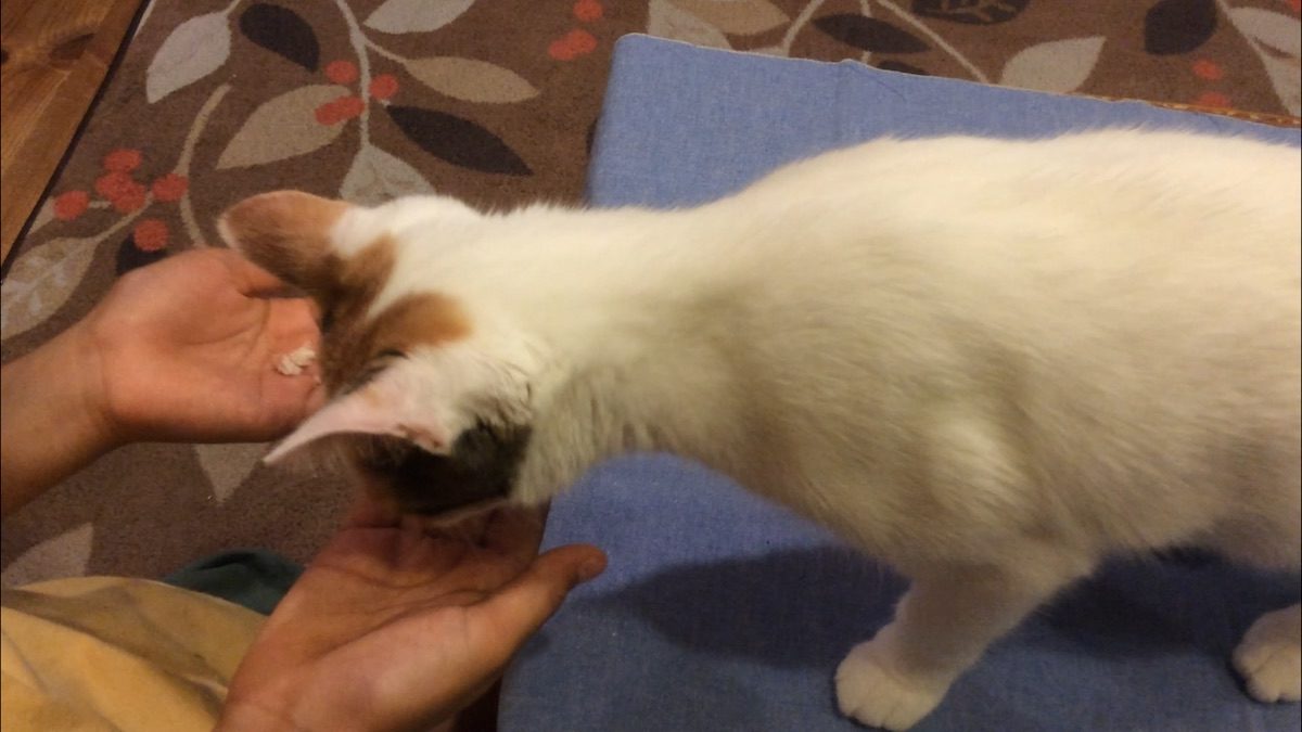 初めてサンマを食べる猫