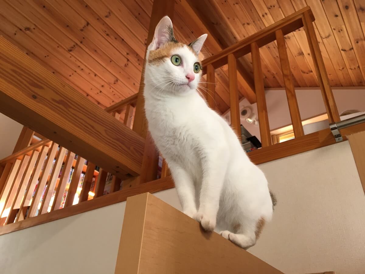 はしごを登る猫