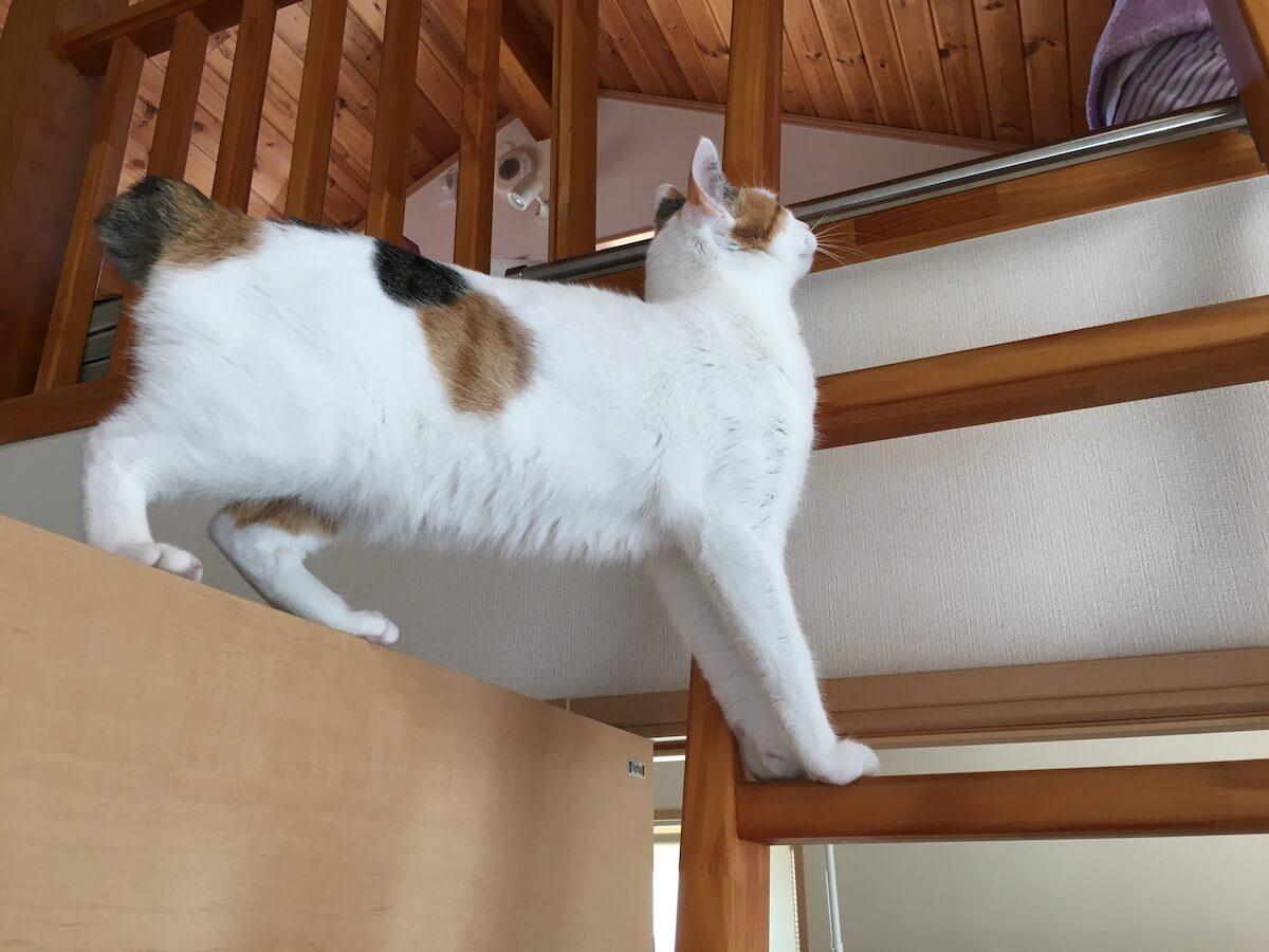 はしごを登る猫
