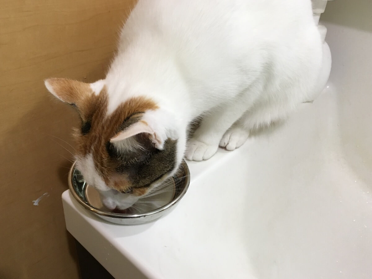 もしかして猫ってお湯が好きなの？