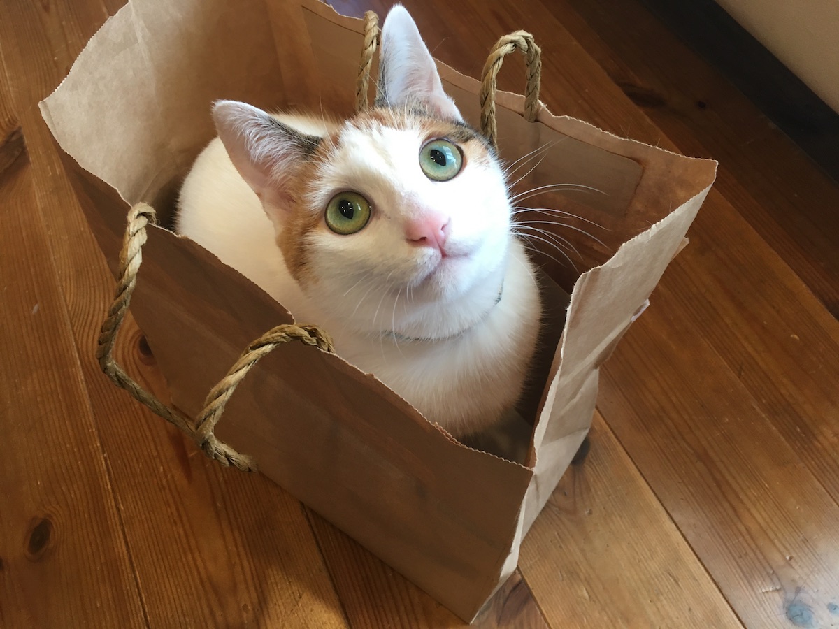 猫さんは紙袋もお好き