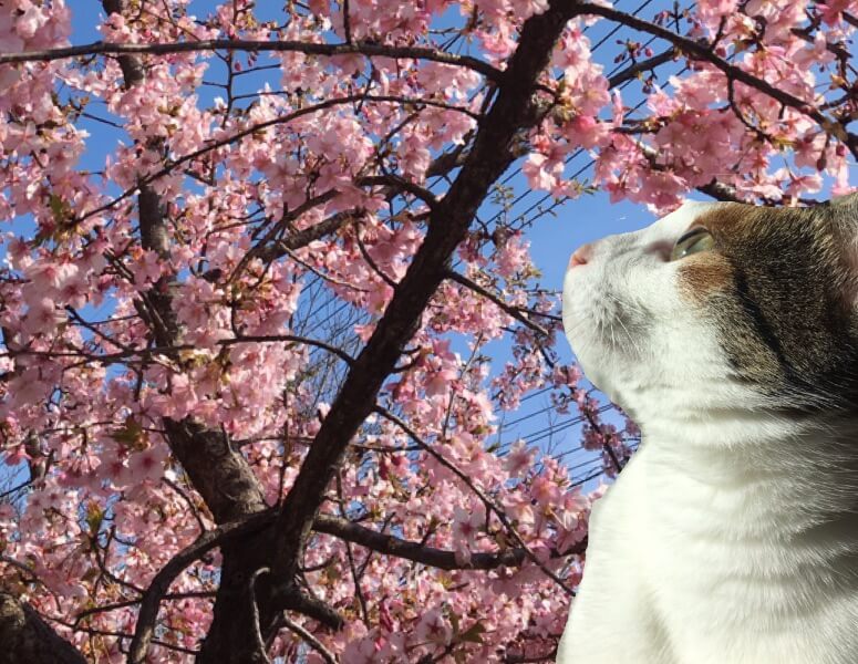 桜が咲いたのでお花見に行ってきたニャ🌸