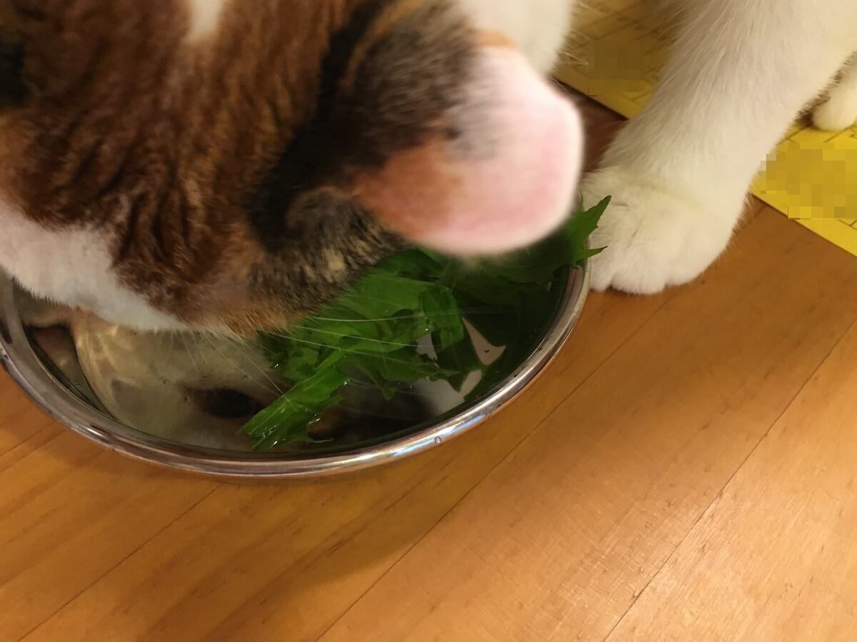 水菜をシャクシャク食べる猫さん