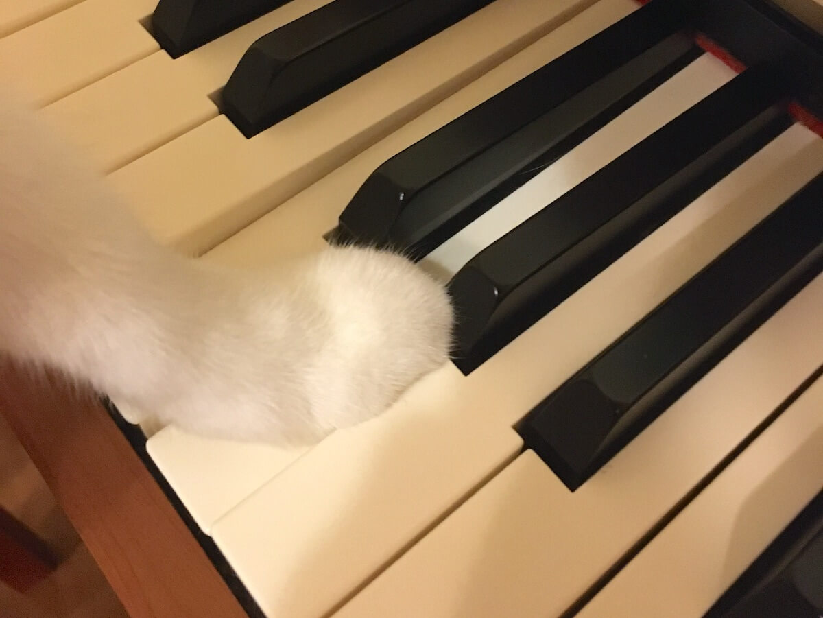 ピアノを弾く猫！？
